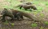 Komodo Dragon Tour