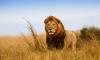 Tanzania Big Five Adventures