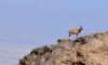 Iran Wildlife tour " Kharturan" Iran's Serengeti!!!
