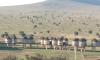 3 Days Safari Taita Hills Saltlick lodge/ Amboseli
